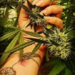 Carta de la Editora: La Flor que Nace en las calles de Barro