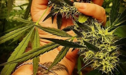 Carta de la Editora: La Flor que Nace en las calles de Barro