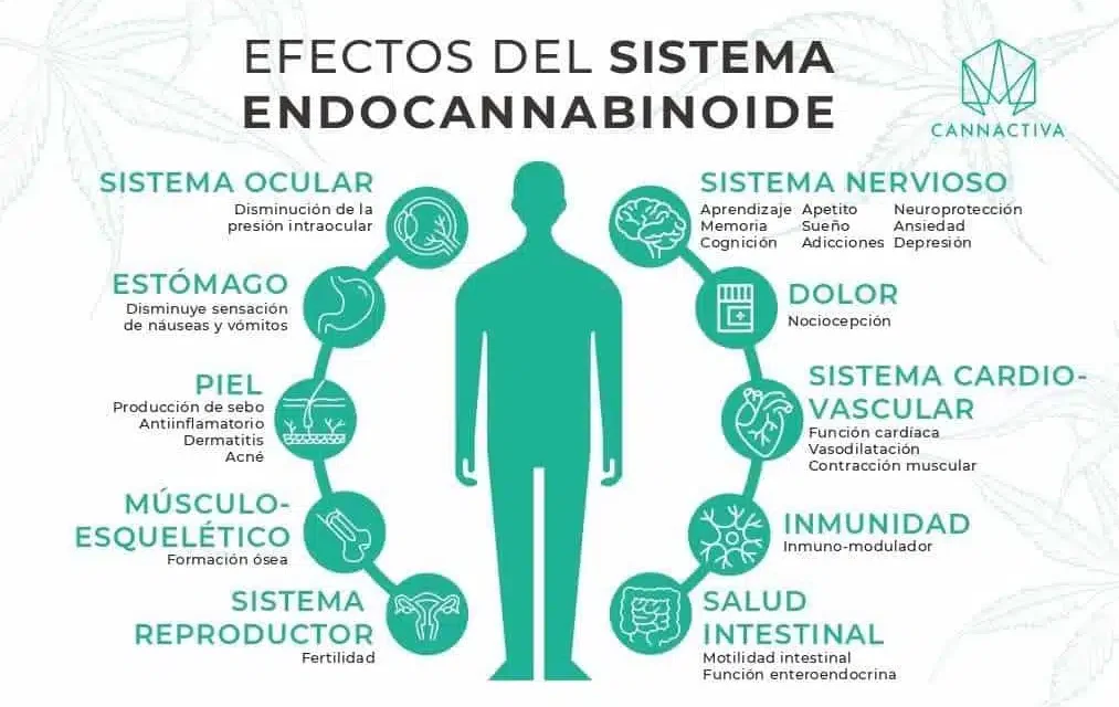 La data CLAVE de tu cuerpo: El SEC, explicado para la barriada
