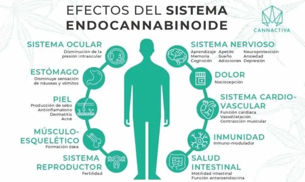 La data CLAVE de tu cuerpo: El SEC, explicado para la barriada