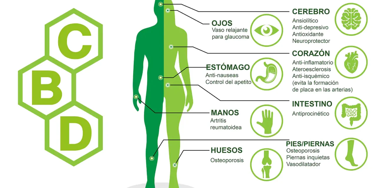 La data CLAVE de tu cuerpo: El SEC, explicado para la barriada